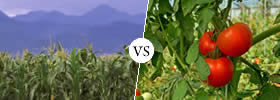 Agriculture vs Horticulture