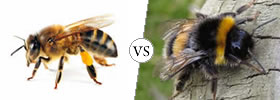 Bees vs Bumblebees