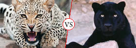 Cheetah vs Panther
