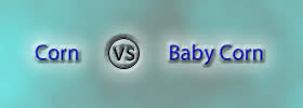 Corn vs Baby Corn Corn vs Baby Corn