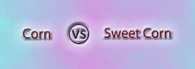 Corn vs Sweet Corn Corn vs Sweet Corn