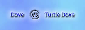 Dove vs Turtle Dove