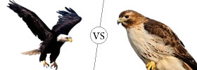 Eagle vs Hawk