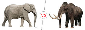 Elephant vs Mammoth