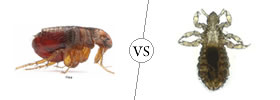 Fleas vs Lice