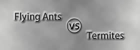 Flying Ants vs Termites Flying Ants vs Termites