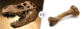 Fossil vs Bone