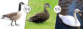 Goose vs Duck vs Swan