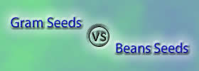 Gram Seeds vs Beans Seeds