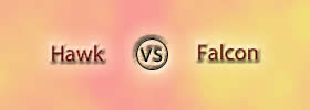 Hawk vs Falcon Hawk vs Falcon