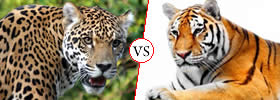 Jaguar vs Tiger