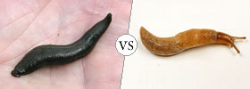 Leech vs Slug