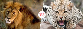 Lion vs Cheetah
