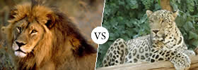 Lion vs Leopard