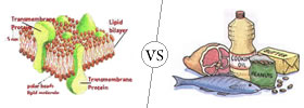 Lipids vs Fats