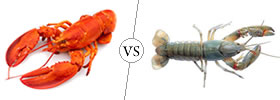 Lobster vs Yabby