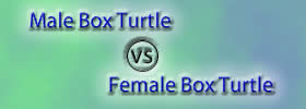 Male vs Female Box Turtle