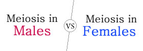 Meiosis in Males vs Females