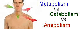 Metabolism vs Catabolism vs Anabolism