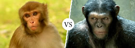 Monkey vs Ape