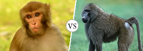 Monkey vs Baboon