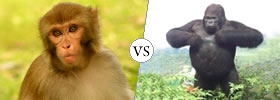 Monkey vs Gorilla