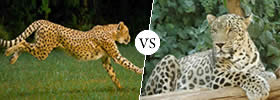 Panthera Onca (Jaguar) vs Panthera Pardua (Leopard)
