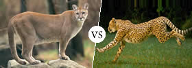 Puma vs Jaguar