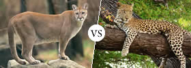 Puma vs Leopard