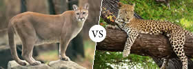 Puma vs Leopard Puma vs Leopard