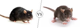 Rat vs Rodent