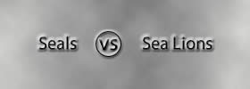Seals vs Sea Lions Seals vs Sea Lions
