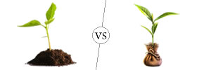 Seedling vs Sapling