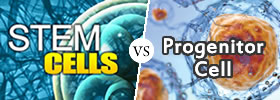 Stem Cell vs Progenitor Cell