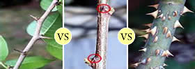 Thorns vs Spines vs Prickles