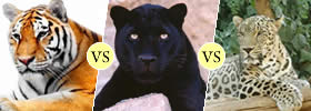 Tiger, Panther vs Leopard