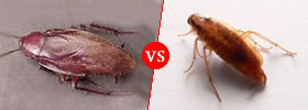  Waterbug vs Cockroach