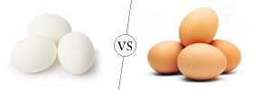 White Eggs vs Brown Eggs