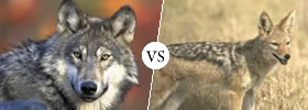 Wolf vs Jackal