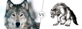Wolf vs Werewolf