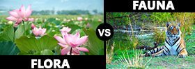 Flora vs Fauna