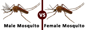 Male Mosquito vs Female Mosquito