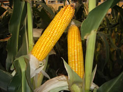 Difference between Corn and Maize