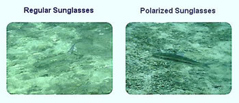Difference between Polarized and Regular Sunglasses ...
