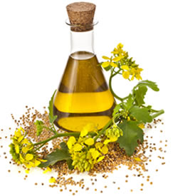 Edible Cooking Oil - canola or rapeseed oil