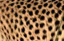 Difference between Leopard and Cheetah Print | Leopard vs ...