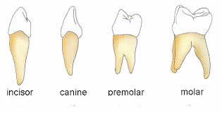 Image result for types of teeth