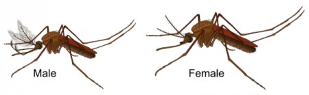 Male Mosquito vs Female Mosquito